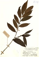 藏品(光葉柃木)的圖片